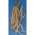 Top Quality Indigowoad Root